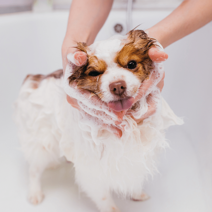 SHAMPOO SOLIDO NATURALE per cani 